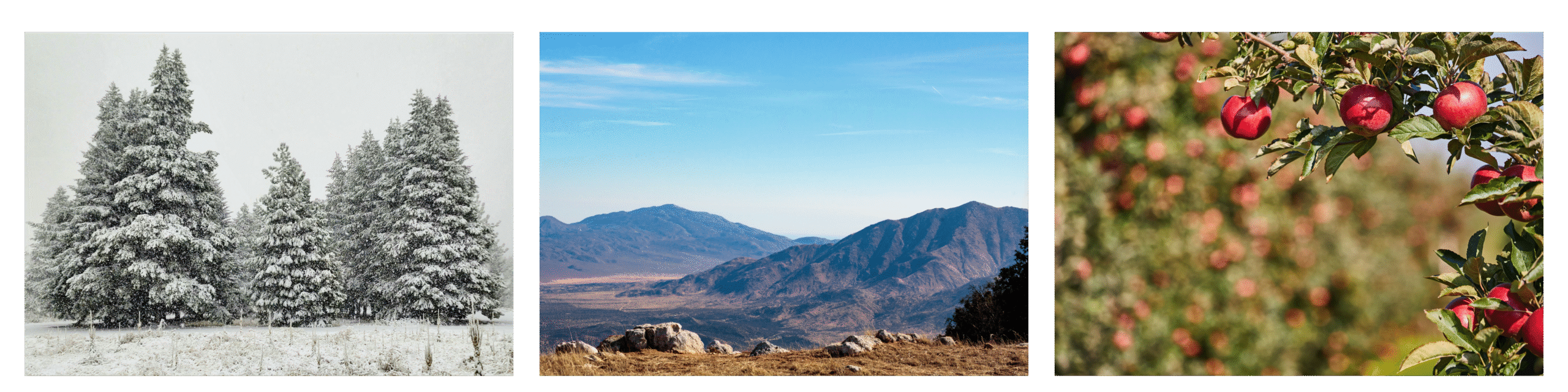 Three images of Julian side by side. Snowy pine trees, a view from a Julian area hike, and an apple orchard.
